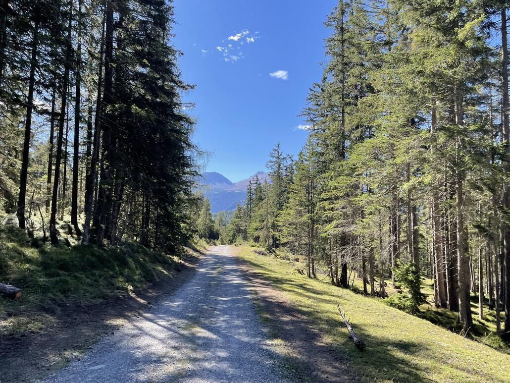 Im lichten Wald geht es Richtung Süden.