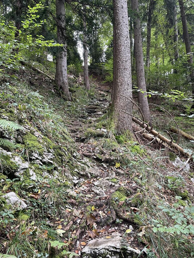 Es geht am Anfang steil und ohne grosse Aussicht zur Sache