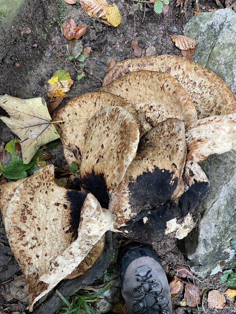 Gewaltiger Pilz man beachte meinen Schuh