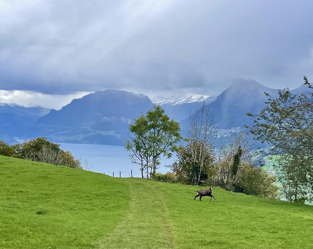 Gämsi begrüsst mich auf dem weiteren Weg