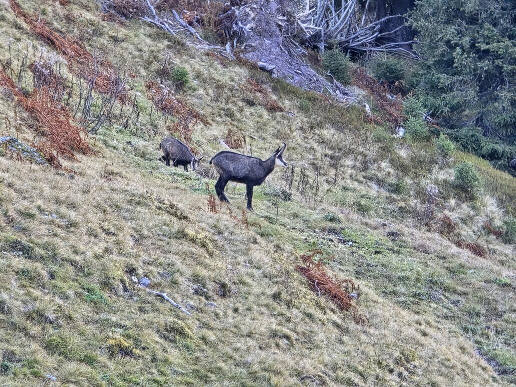 Wenig oberhalb des Stausees Garichti können wir einige Gämsen aus nächster Nähe beobachten.
