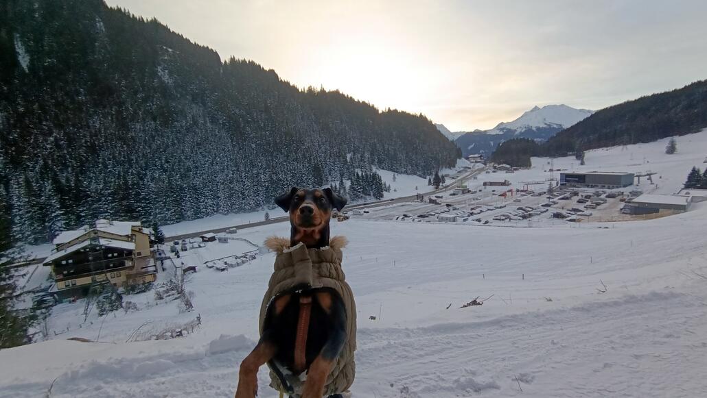 Sonnenaufgang mit Hund