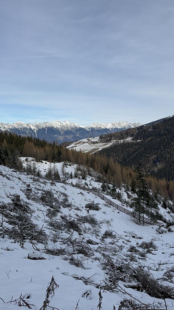 Bäume sehen, die gefällt sind sehen aber recht dick aus…