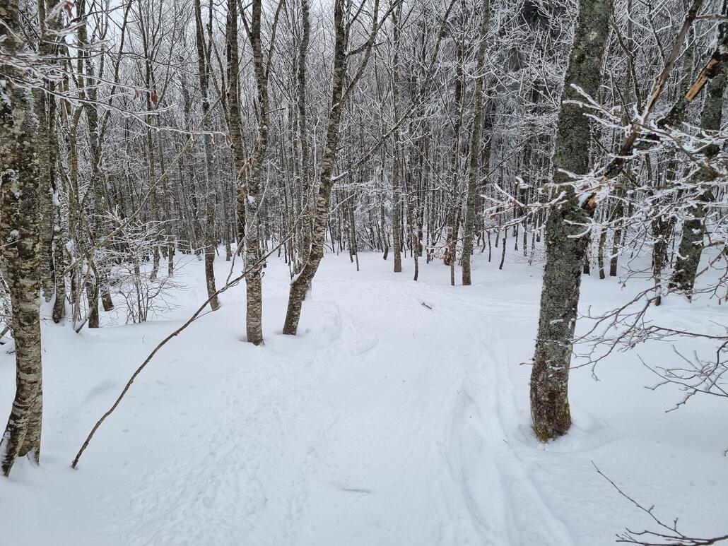 Viele Spuren gingen durch den Wald